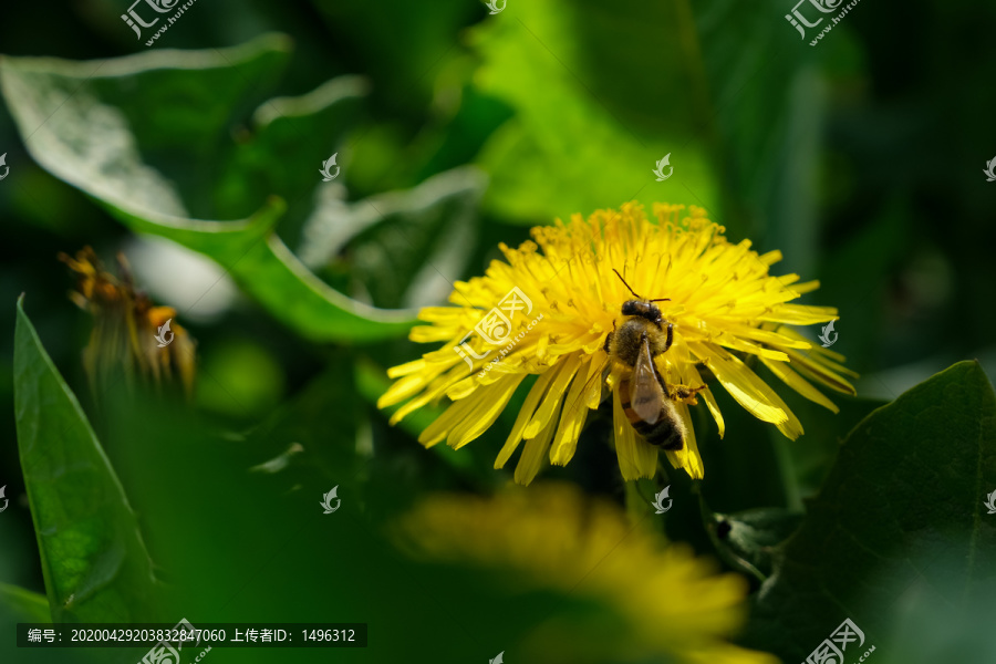 山野里的蒲公英花和忙碌的蜜蜂