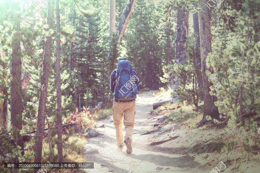 森林的小径徒步旅行的人