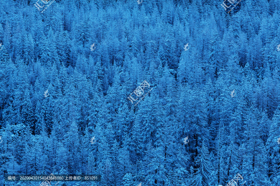 雪覆盖着森林