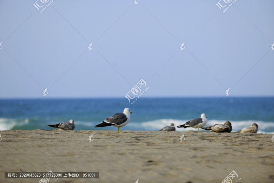 台湾海鸥