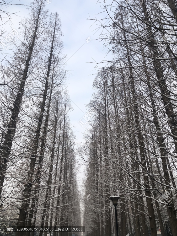 松树