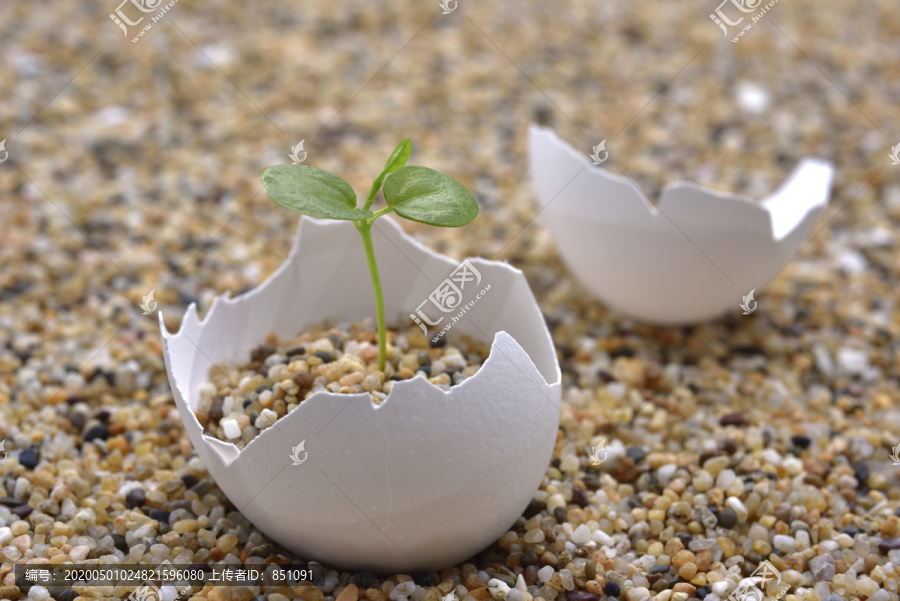 蛋壳碎沙排绿叶