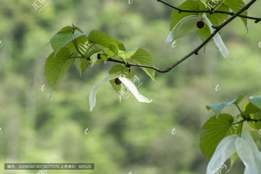 鸽子花1珙桐树