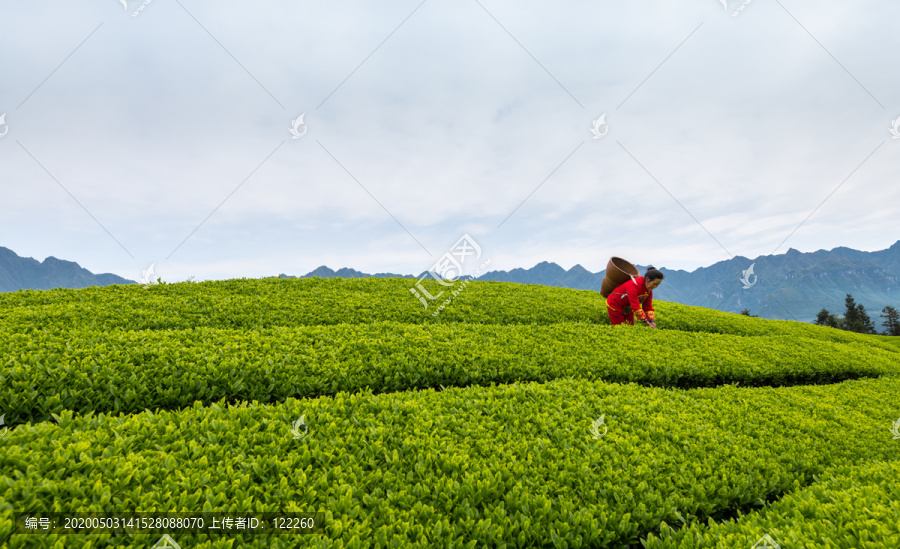 茶山茶园