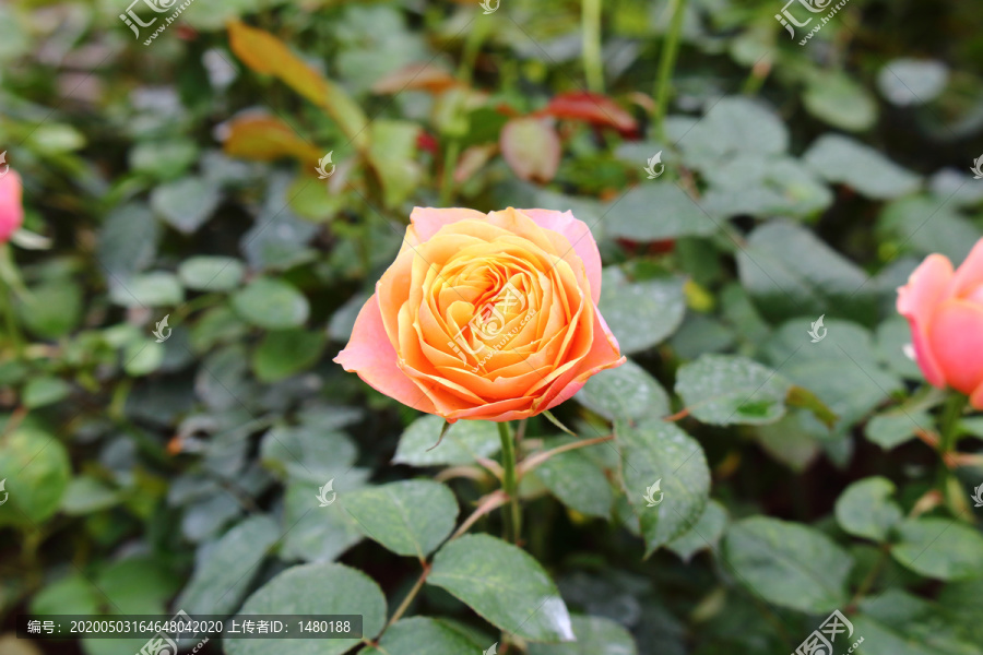 粉色月季花玫瑰花