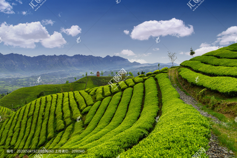 湖北鹤峰木耳山茶园