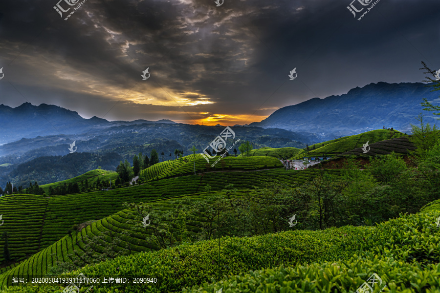 湖北鹤峰木耳山茶园