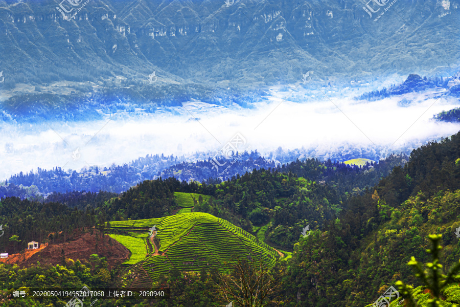 湖北鹤峰木耳山茶园