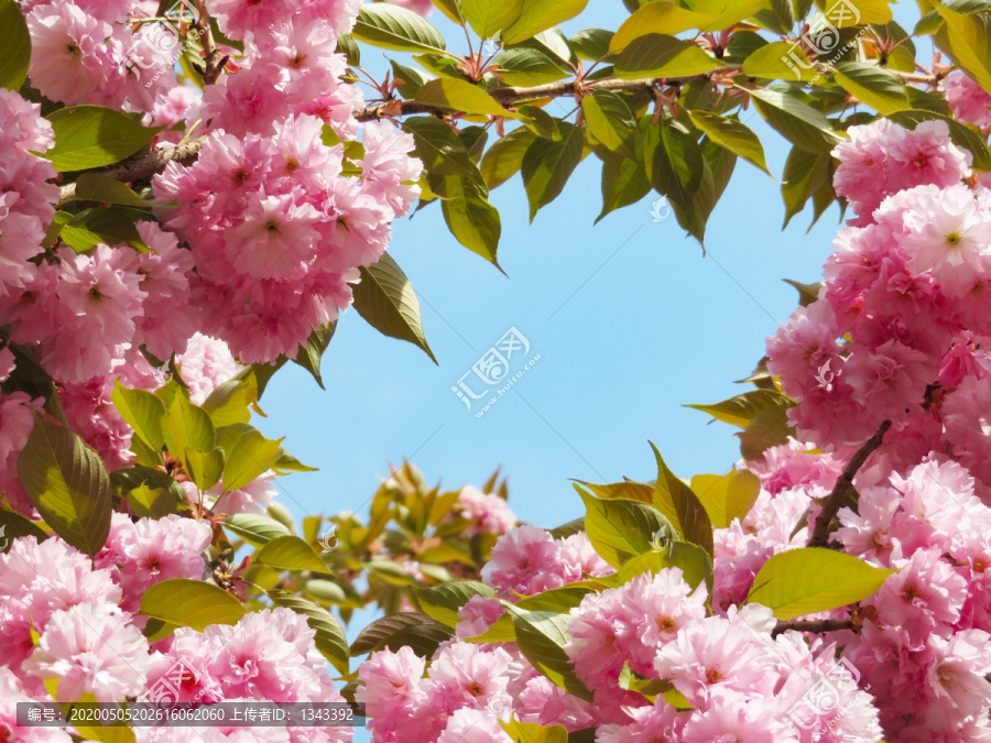 樱花花框装饰