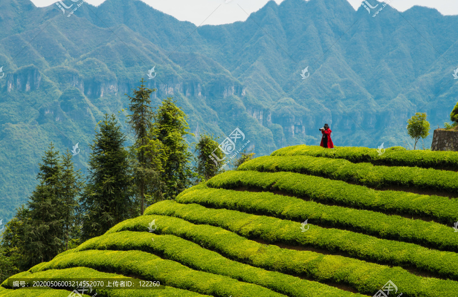 鹤峰木耳山茶园