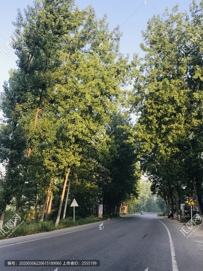 道路旁的白杨树