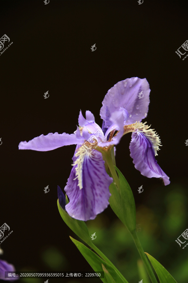 鸢尾花