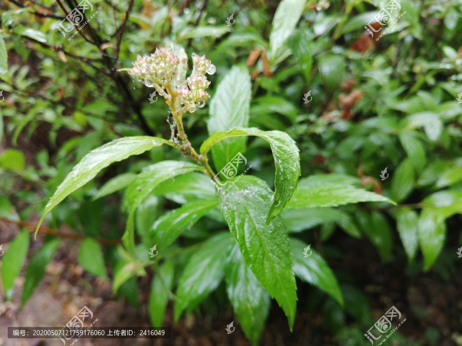 雨后树叶上的露珠水滴