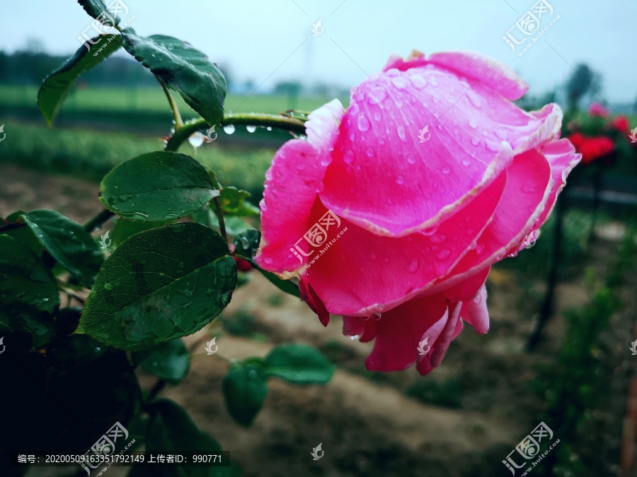 雨后月季花