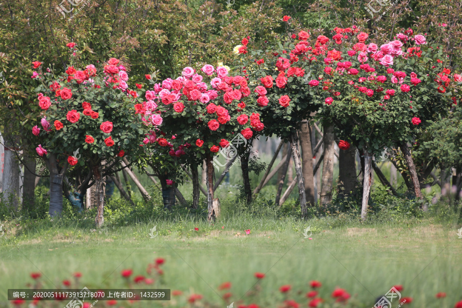 高清月季花树