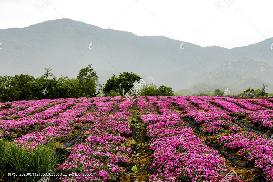 田园花海远山