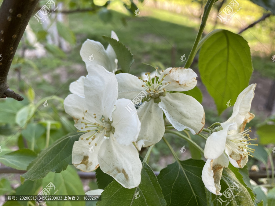 山荆子花