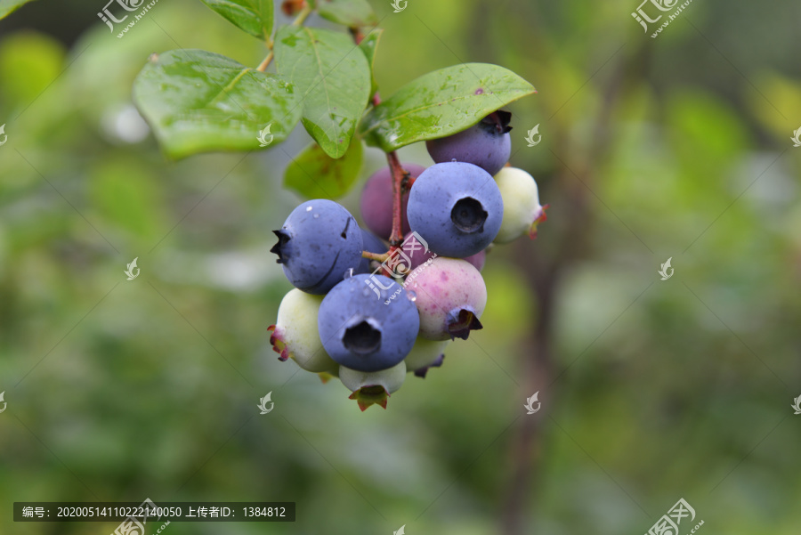 蓝莓园蓝莓果