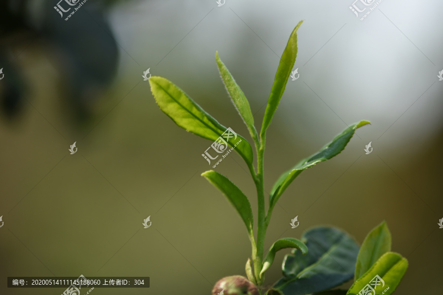 野生古树茶