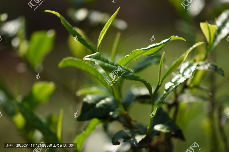 野生古树茶