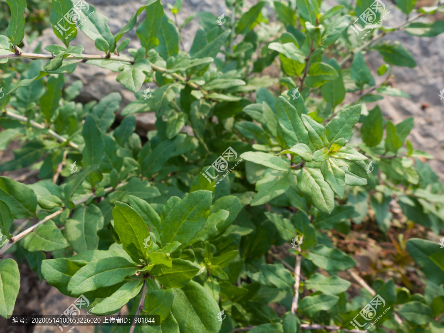 茄科植物枸杞枝叶