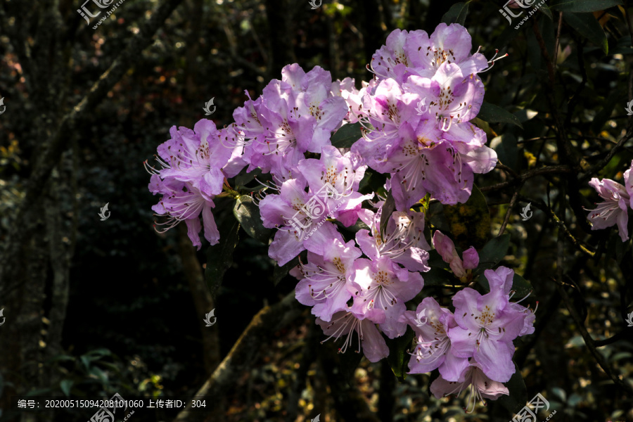 菌子山杜鹃花