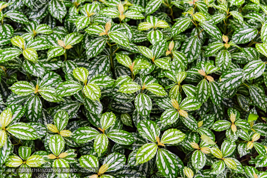 绿植花叶冷水花