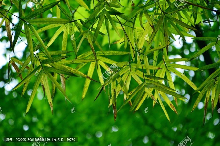 绿竹风景