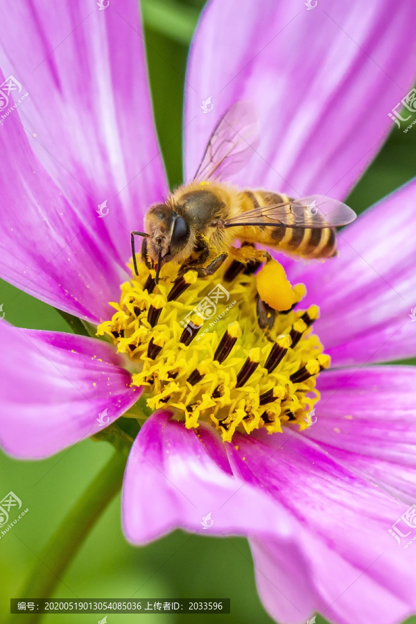 在紫色菊花上采食花蜜的中华蜜蜂