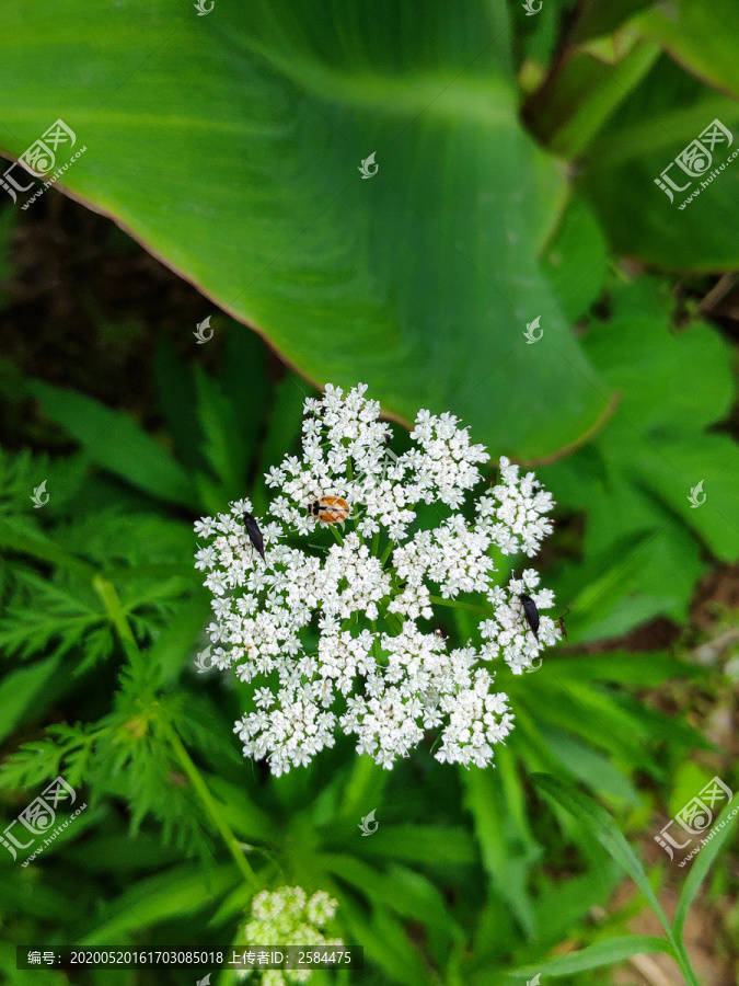 绿色植物