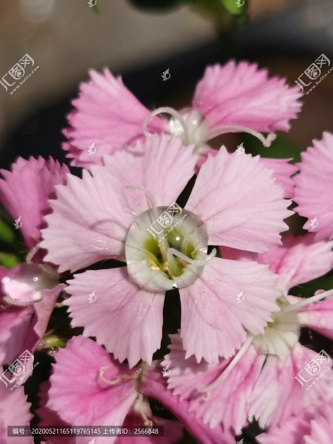 粉色石竹花