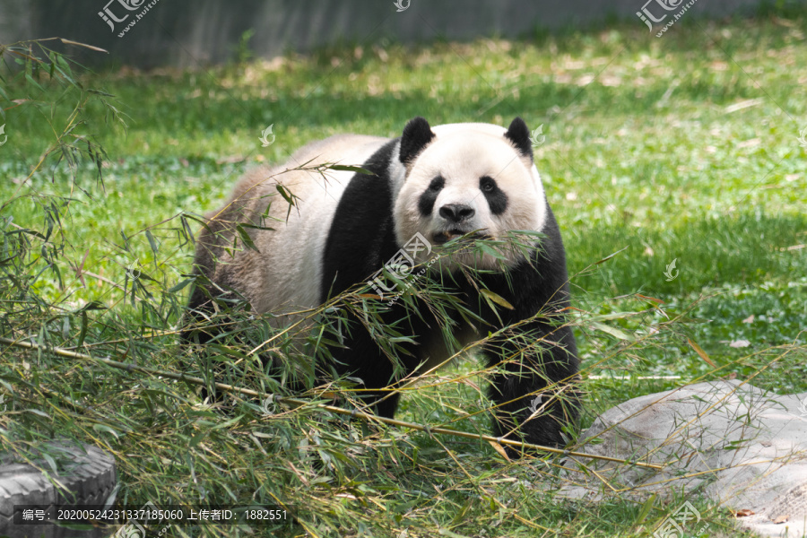 草坪上的一只大熊猫