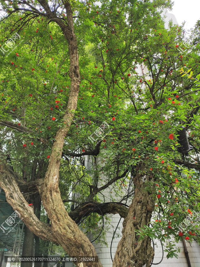 石榴树与石榴花