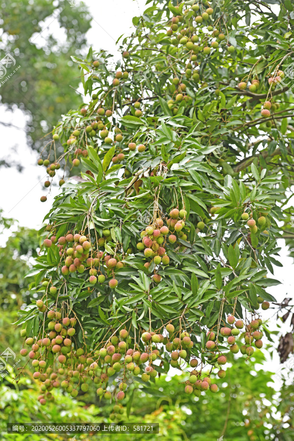 荔枝