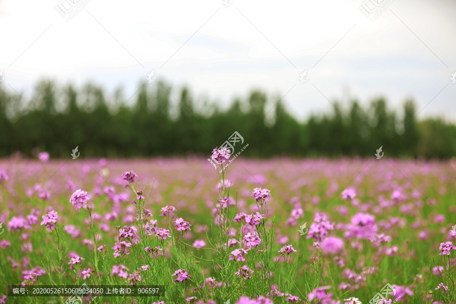 高清马鞭草花海