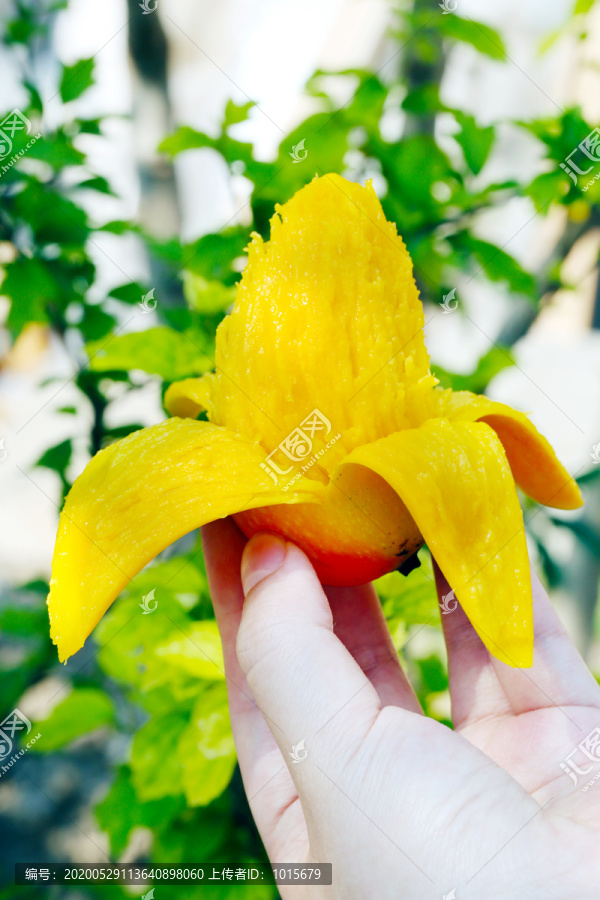 贵妃芒