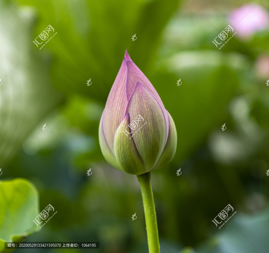 花苞