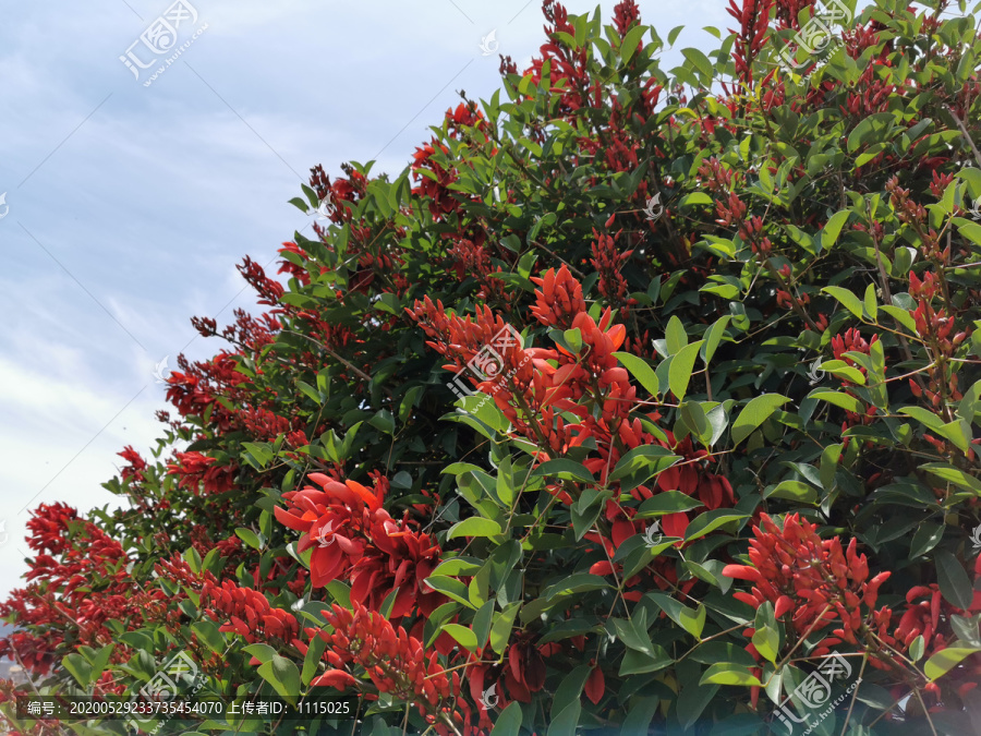 刺桐花