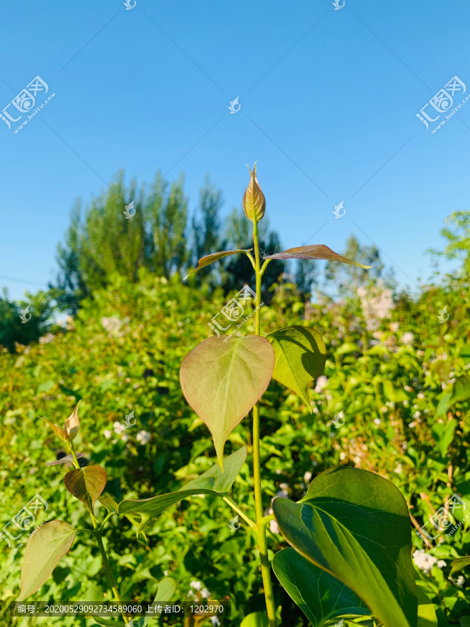 丁香花