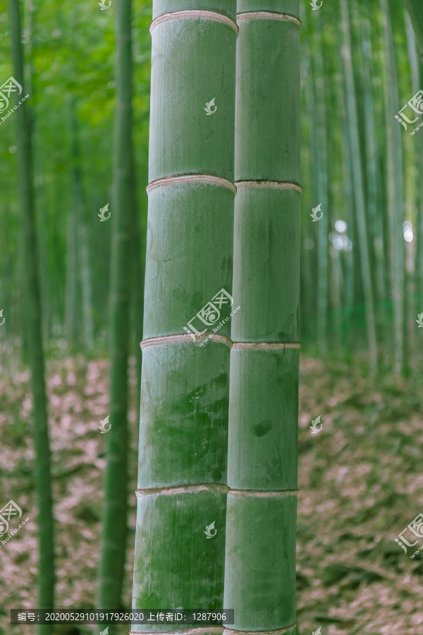 竹子