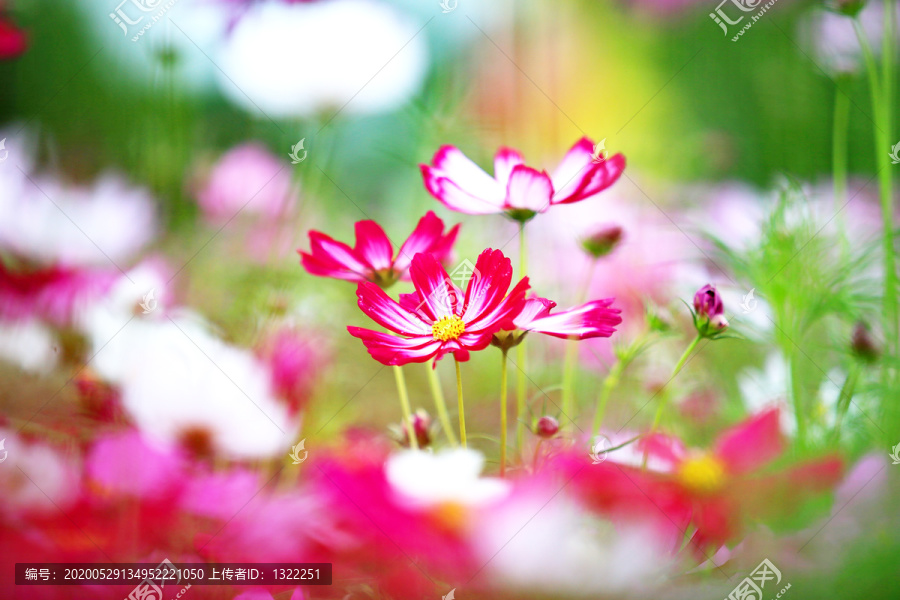 唯美秋英花