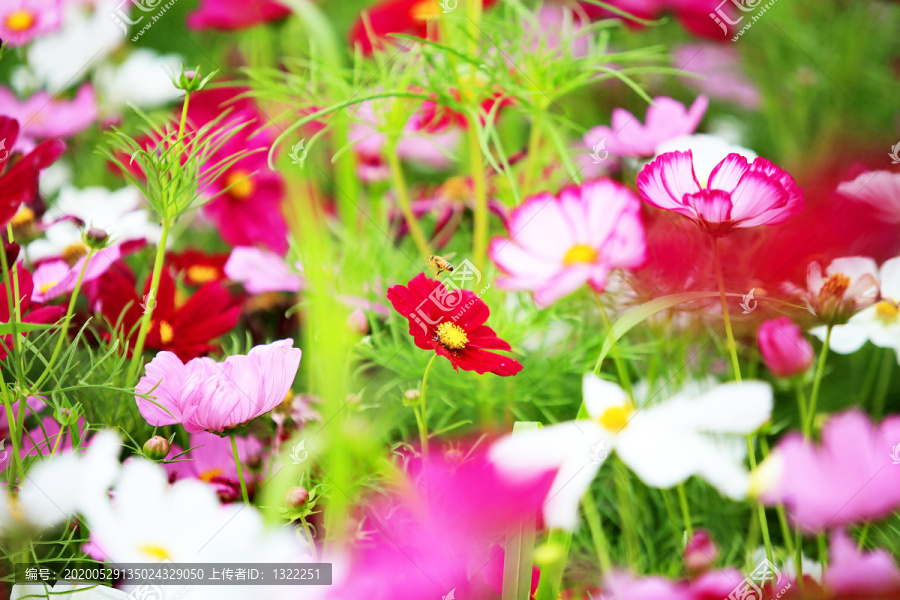高清秋英花特写