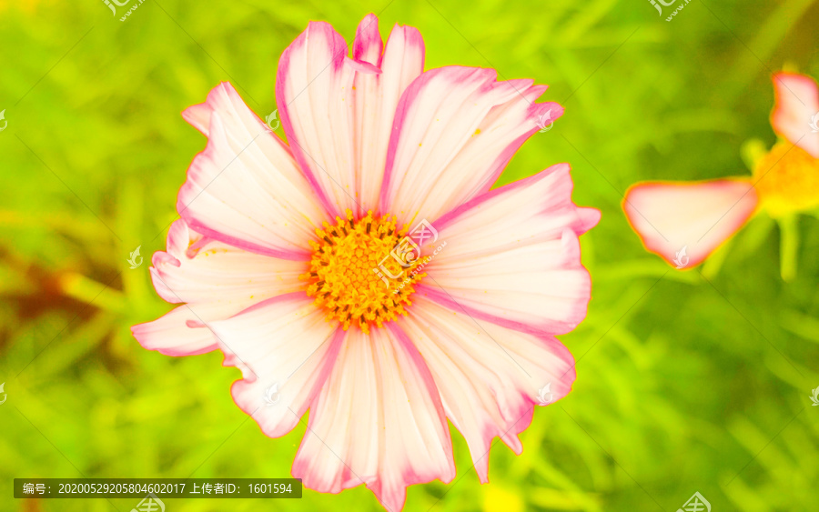 波斯菊