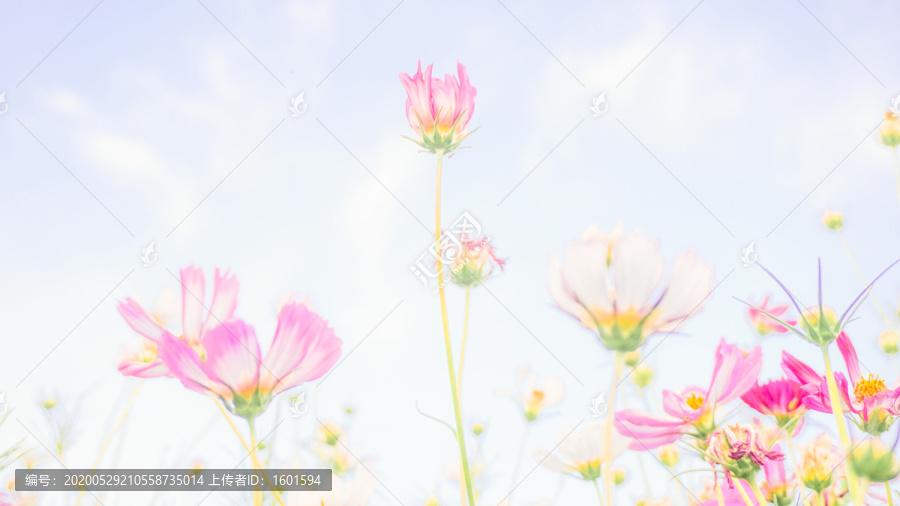 波斯菊