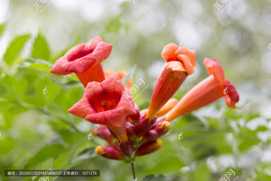 凌霄花