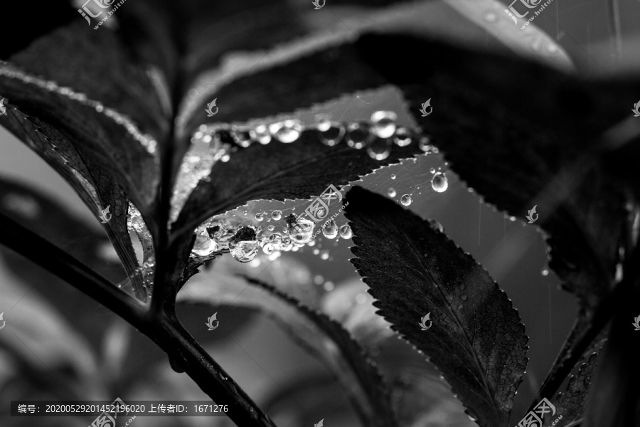 水珠