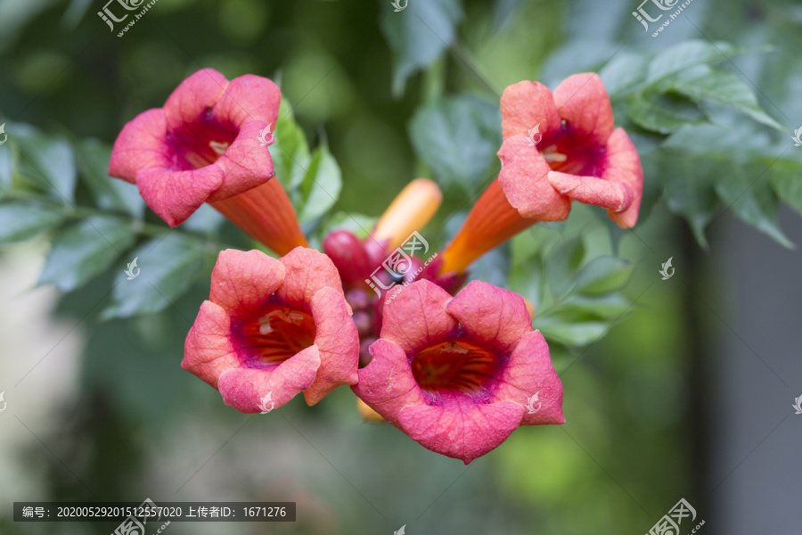 凌霄花