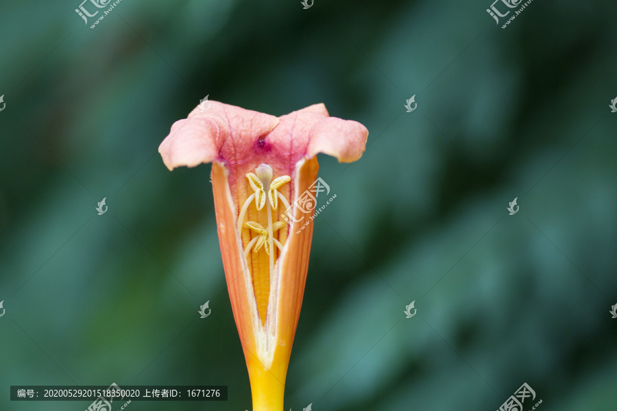 花瓣