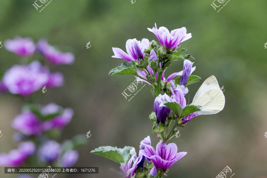 菜粉蝶