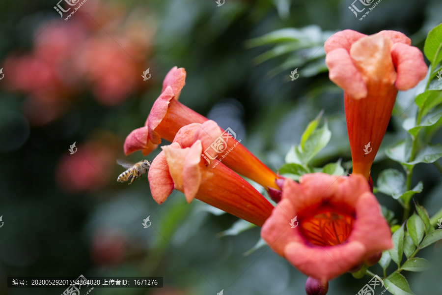 凌霄花